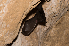 Rhinolophus formosae