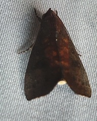Erebidae
