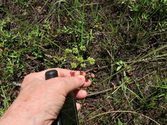 Cyperus pseudovegetus