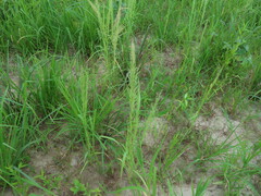 Eragrostis japonica