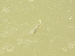 Fundulus heteroclitus