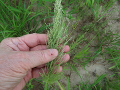 Eragrostis japonica