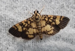 Lygropia distorta