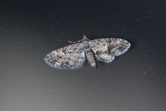 Eupithecia graefii