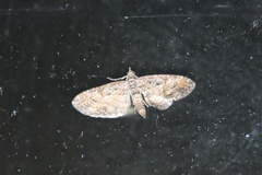 Eupithecia graefii