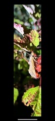 Lepidoptera