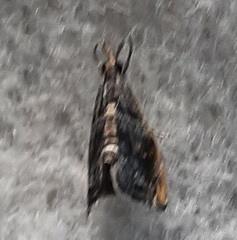 Lepidoptera