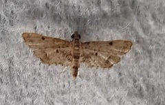 Crambidae