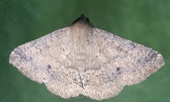 Erebidae