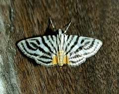 Dichocrocis rigidalis