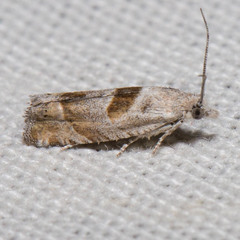 Eucosma apacheana