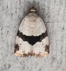 Maliattha ruptifascia