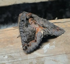Noctuidae