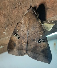 Thyas coronata