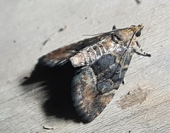 Crambidae