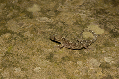 Lepidodactylus lugubris