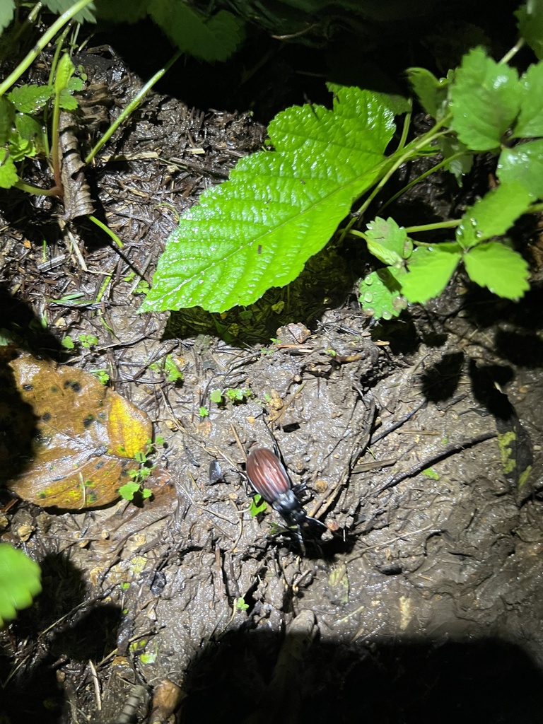 Carabus canaliculatus from 永吉县, 吉林市, 吉林省, CN on July 18, 2022 at 1101