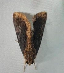 Ercheia