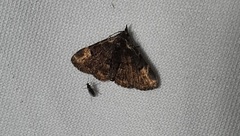 Erebidae