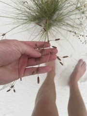 Fimbristylis castanea