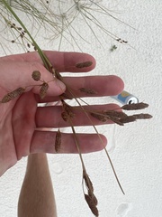 Fimbristylis castanea