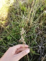 Eragrostis chloromelas