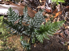 Trichomanes obscurum