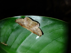 Geometridae