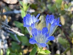 Gentiana affinis ovata