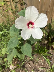 Hibiscus lasiocarpos
