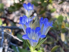 Gentiana affinis ovata