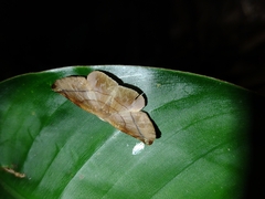 Geometridae