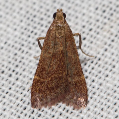 Arta epicoenalis
