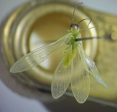 Alloperla