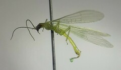 Alloperla