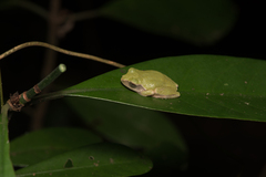 Kurixalus eiffingeri