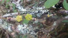 Ceropegia racemosa glabra