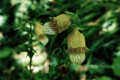 Digitalis laevigata