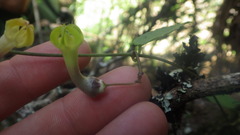 Ceropegia racemosa glabra