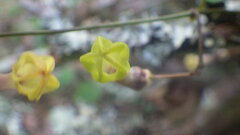 Ceropegia racemosa glabra