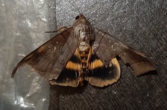 Thyas coronata