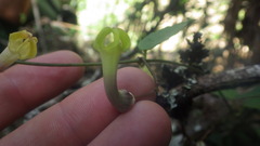 Ceropegia racemosa glabra