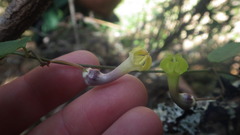Ceropegia racemosa glabra