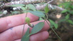Ceropegia racemosa glabra