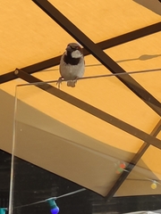 Passer domesticus