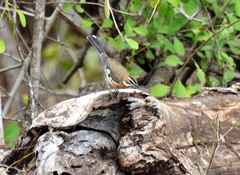 Cercotrichas quadrivirgata