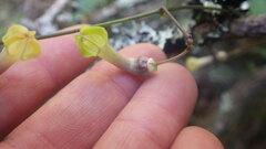 Ceropegia racemosa glabra