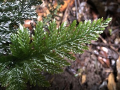 Trichomanes obscurum