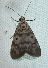Sommeria marchalii