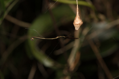 Ariamnes cylindrogaster